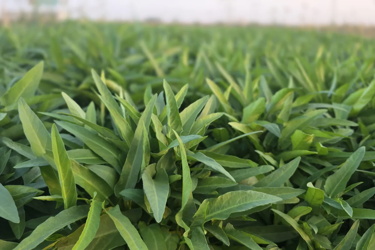 Con Cong (Kangkong) at Nazwa Farm, Sharjah – Low-angle view of slender kangkong leaves, blurred horizon
