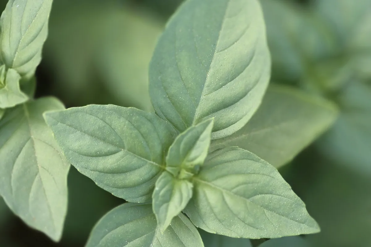 Basil at Nazwa Farm, Sharjah – Close-up of fresh basil leaf cluster, soft background