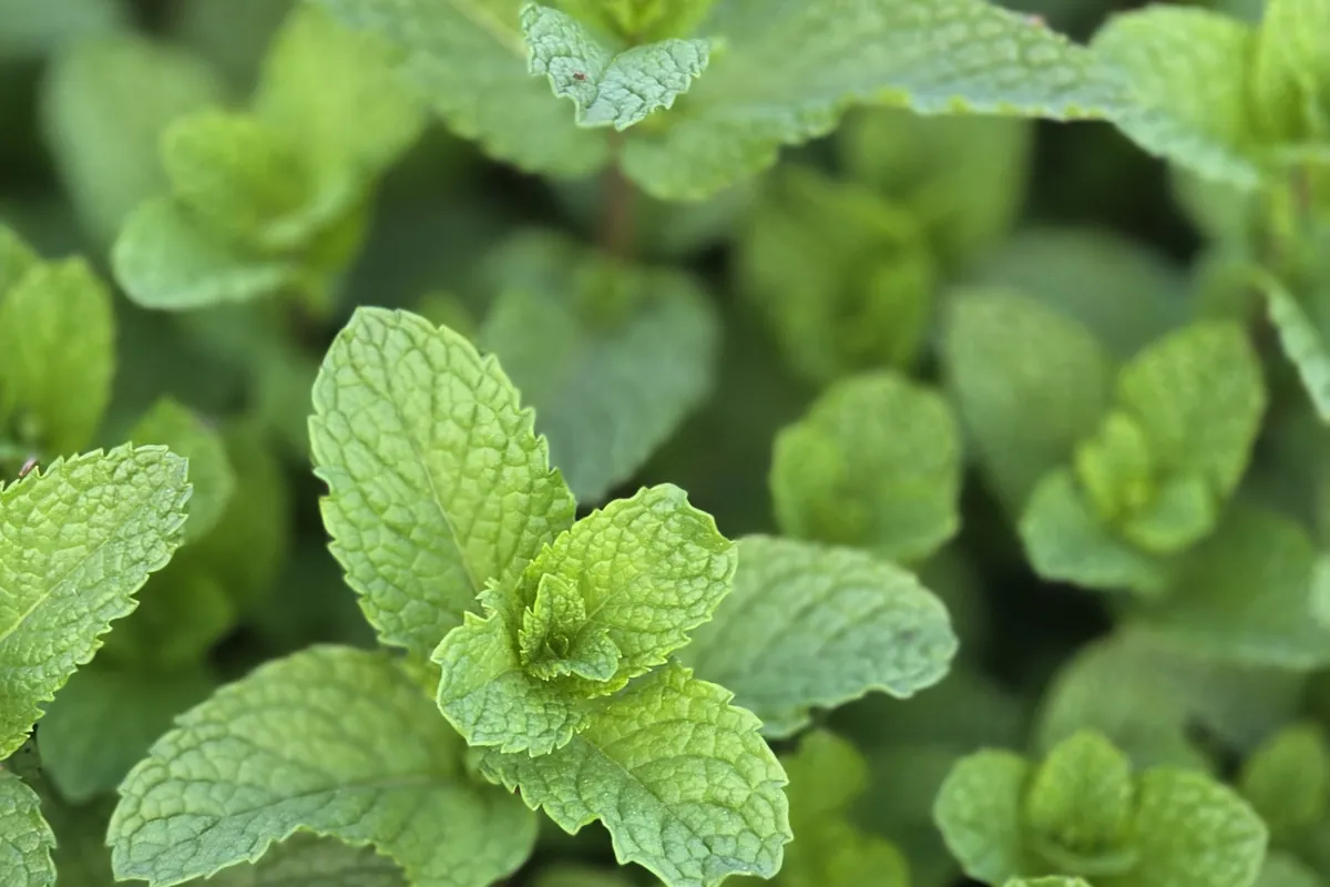 Mint at Nazwa Farm, Sharjah – Close-up of fresh textured mint leaves in bed
