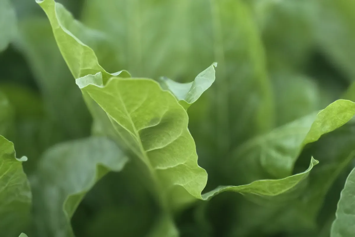 Spinach at Nazwa Farm, Sharjah – Close-up of lush broad spinach leaves in field
