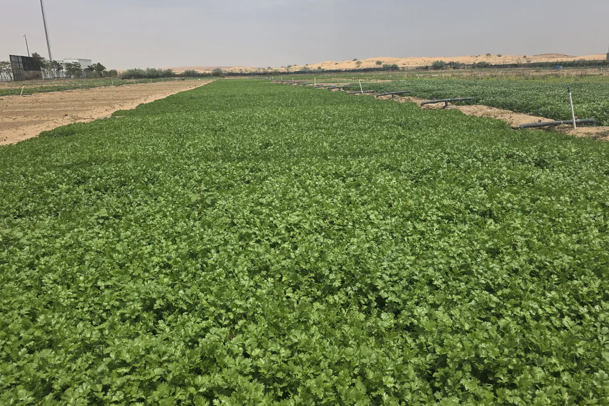 Coriander at Nazwa Farm, Sharjah – Broad bed of coriander greens stretching across farm