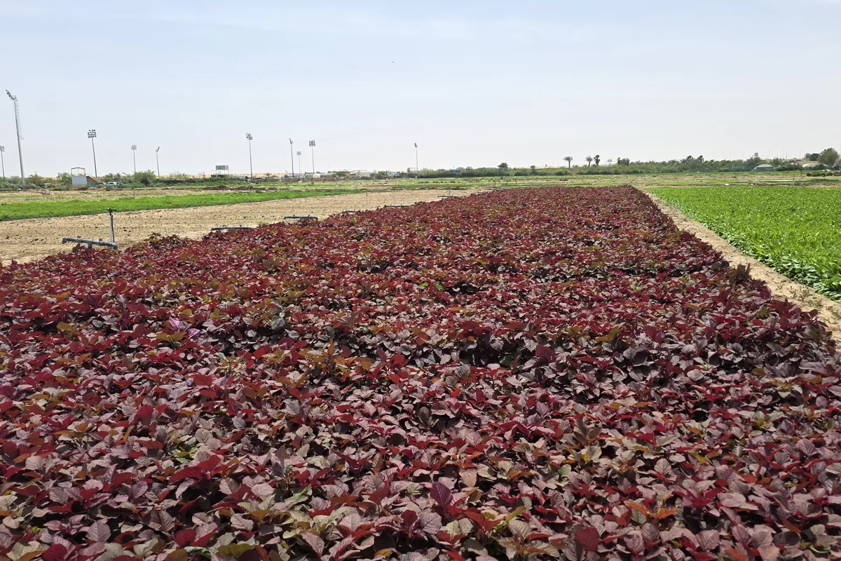 Red Palak at Nazwa Farm, Sharjah – Plot of vivid red amaranth leaves stretching back