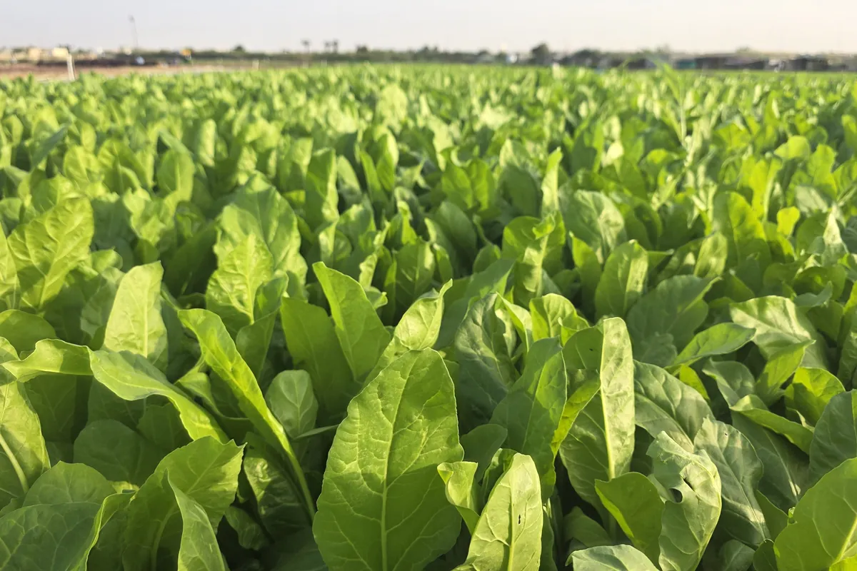 Spinach at Nazwa Farm, Sharjah – Wide view of tall lush spinach leaves in sunlight
