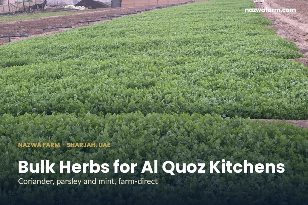 Herb supplier al quoz – Long beds of mature coriander along sandy path