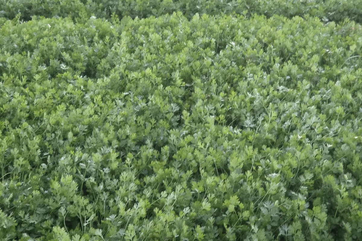 Coriander at Nazwa Farm, Sharjah – Lush dense coriander canopy filling the frame