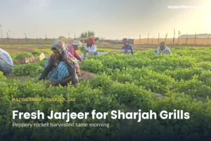 Jarjeer sharjah – Harvest workers among herb rows, backlit by sunset