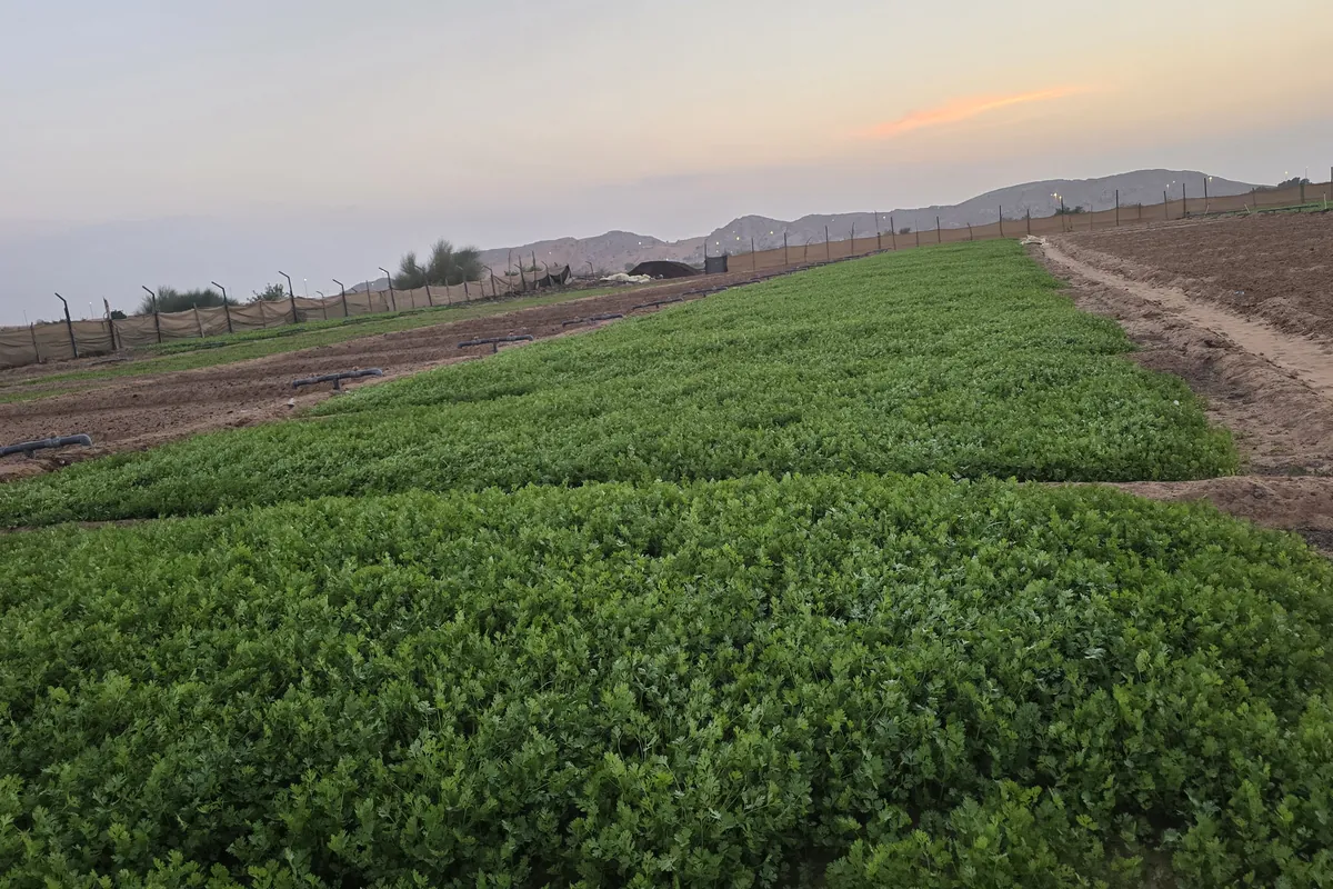 Nazwa Farm fields in Sharjah – Dense green beds with mountains under sunset sky