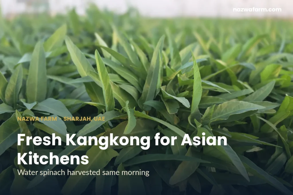 Kangkong dubai – Low-angle view of slender kangkong leaves, blurred horizon