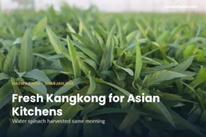 Kangkong dubai – Low-angle view of slender kangkong leaves, blurred horizon