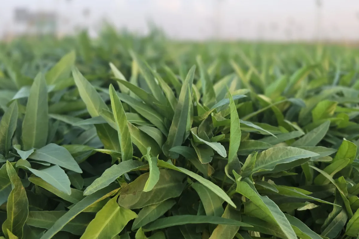 Con Cong (Kangkong) at Nazwa Farm, Sharjah – Low-angle view of slender kangkong leaves, blurred horizon