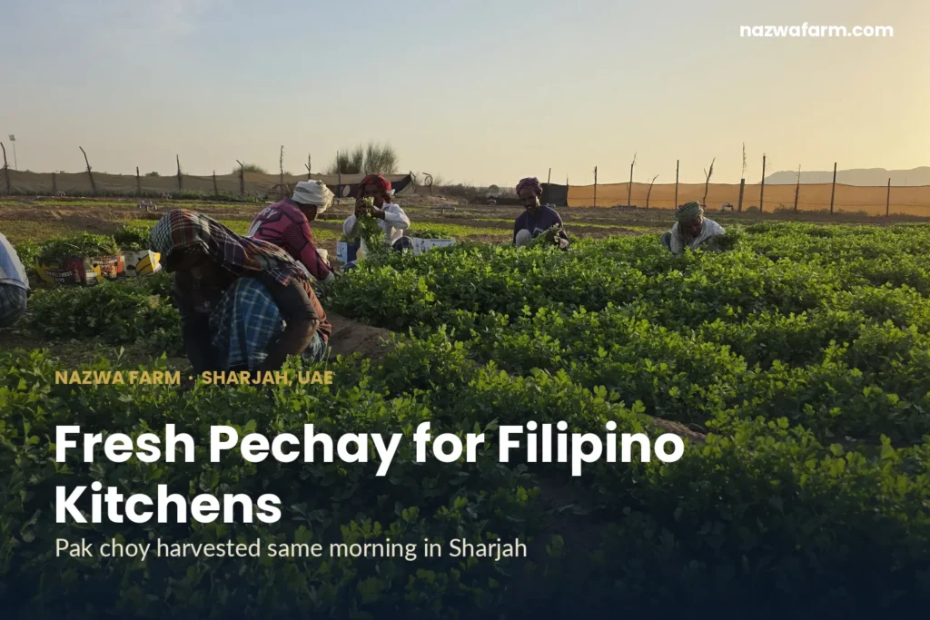 Pechay dubai – Workers harvesting herb rows in warm evening light