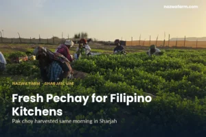 Pechay dubai – Workers harvesting herb rows in warm evening light
