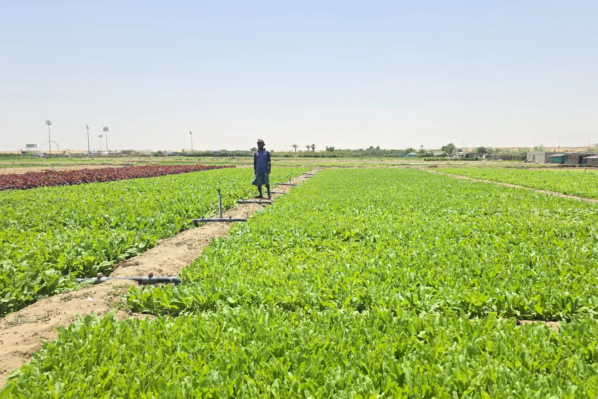 Nazwa Farm fields in Sharjah – Worker standing in bright green field, red plot beside